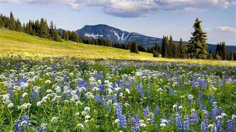 Exploring the Symbolism Behind Dreaming of a Lush Blossoming Meadow