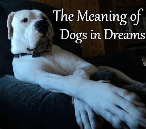 Exploring the Symbolism of Canines in Dreams