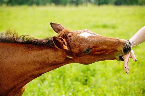 Exploring the Symbolism of Equine Nipping in Dreamland