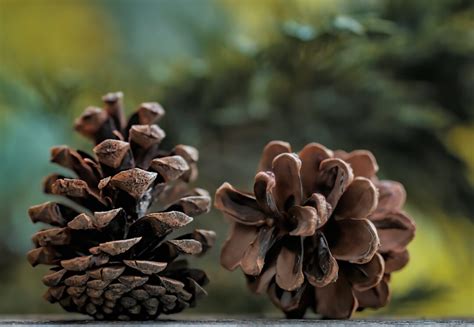 Exploring the Symbolism of Gathering Pine Cones in Women's Dreams