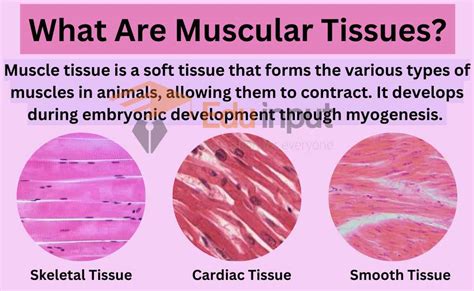 Exploring the Symbolism of Muscular Tissues and Lower Legs in Dreams