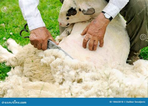 Exploring the Symbolism of Shearing Sheep with Hand Shears in Dreams