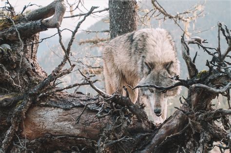 Exploring the Symbolism of Wolves within Dreams