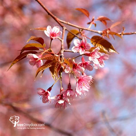 Exploring the Symbolism of a Blossoming Prunus Tree in Reveries