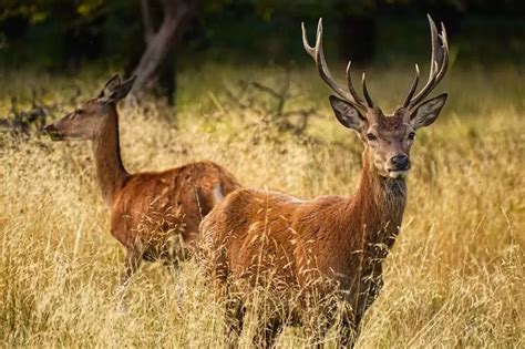 Exploring the Symbolism of a Deer with Large Antlers in Dreams