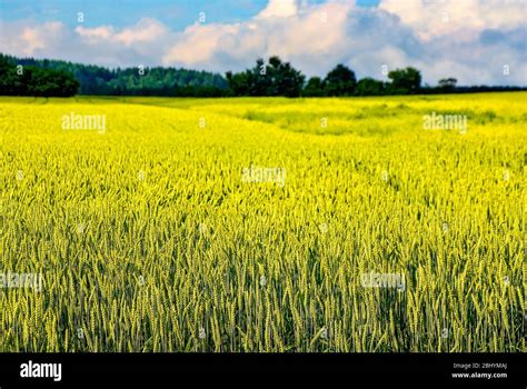 Exploring the Symbolism of a Lush Field and Maturing Grain in Dream Analysis