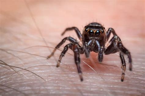 Exploring the Symbolism of a Spider Seizing a Fly in Your Dreams