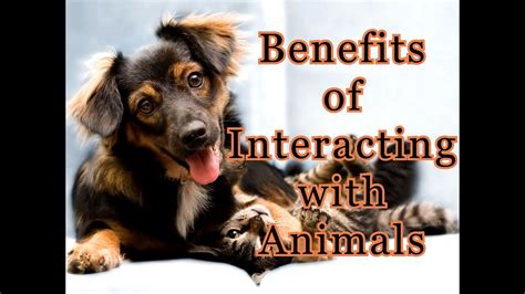 Exploring the Therapeutic Benefits of Interacting with Animals