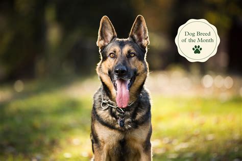 Exploring the Traits and Origins of the German Shepherd Breed