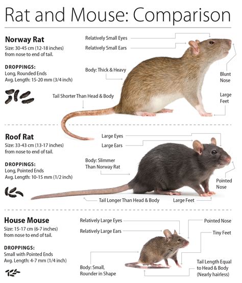 Exploring the Transition from Weekend to Workweek in Female Rodents