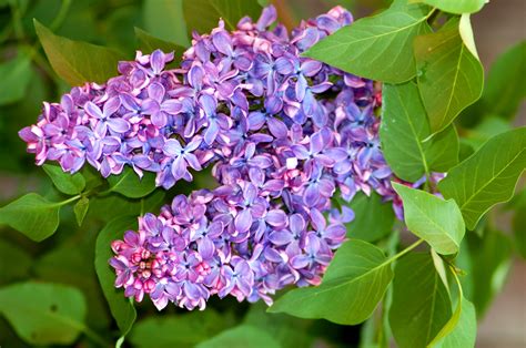 Exploring the Unexpected Advantages of the Enchanting Lilac Plant