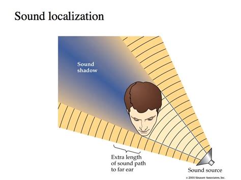 Exploring the concept of ear dominance and its impact on audio perception