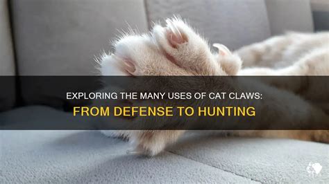 Exploring the feline's claws as symbols of protection or defense