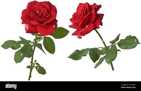 Expressing Love and Affection with Timeless Red Roses