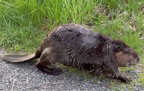 Eye-Opening Encounters: Exploring the Presence of Beavers in Urban Backyards