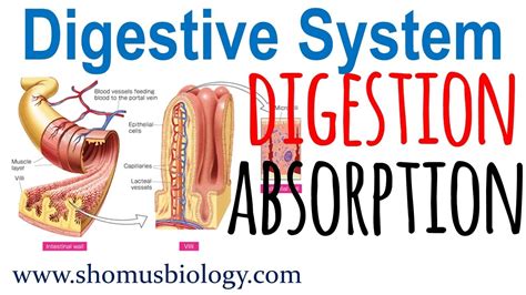 Factors Influencing Food Digestion During Sleep