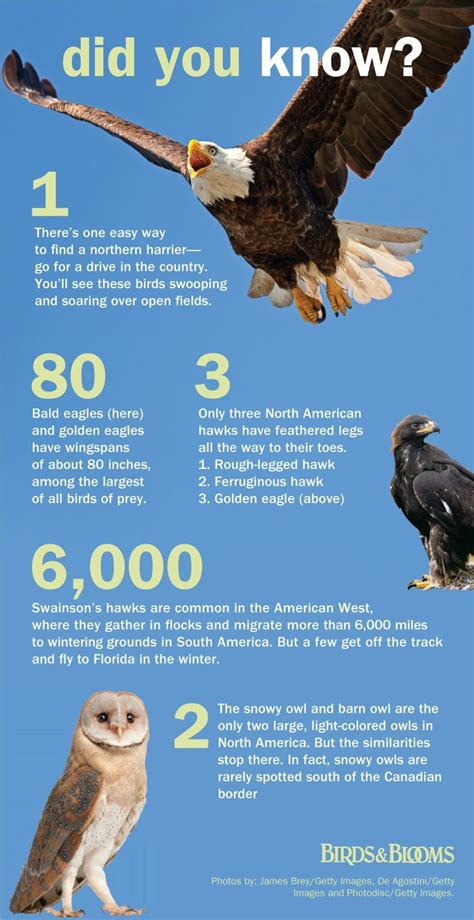 Fascinating Facts about Birds of Prey