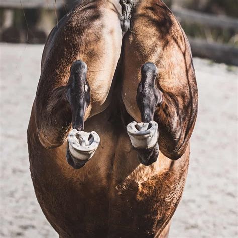 Fear and Vulnerability: Decoding the Meaning Behind a Horse's Kick