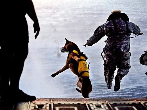 Fear or Fascination? Society's Perception of Combat Canines