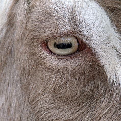 Feast for the Eyes: Witnessing the Enchanting Sights of a Goat's Reverie