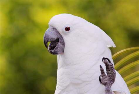 Feathered Intruder: How the Cockatoo's Visit Intrigued the Neighborhood