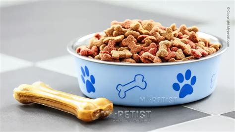 Feeding Your Furry Friend: What to Expect