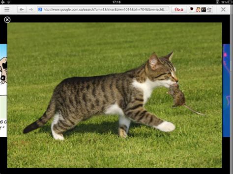 Feline Predation: The Astonishing Act of a Cat Preying on a Mouse