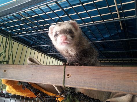 Ferrets: Inquisitive and Agile Beings