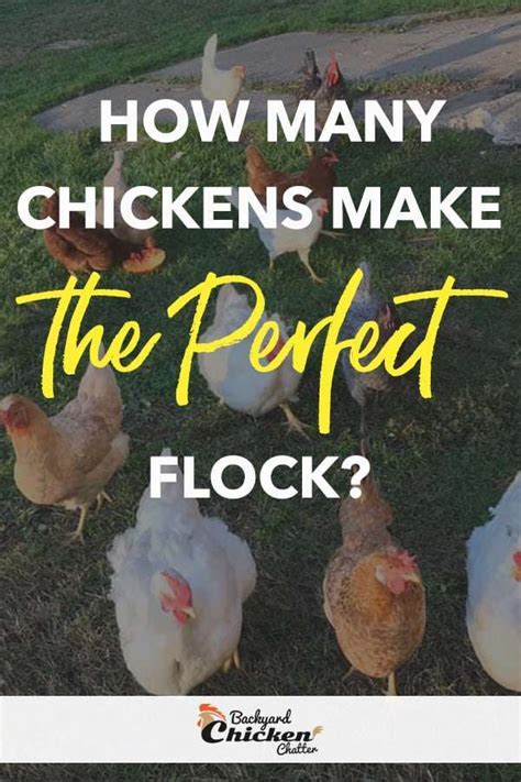 Finding the Perfect Flock: The Social Adventures of a Blossoming Chick