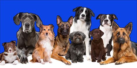 Finding the Perfect Match: Selecting the Right Breed for You