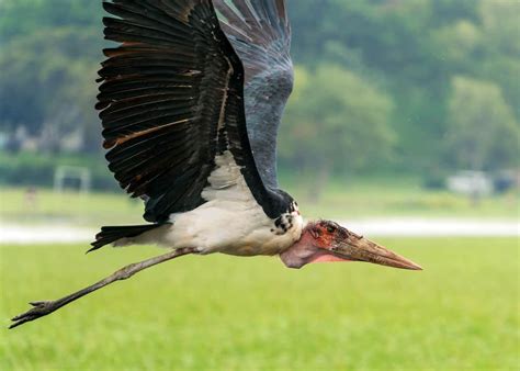 Flight Mastery: Unlocking the Extraordinary Flying Abilities of Storks