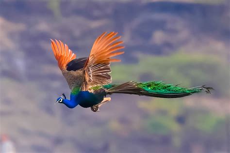 Flight of Fancy: Peacock's Surprising Flying Abilities