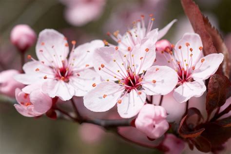 Flowering Dreams: Planting a Blossom as a Symbol of Hope and Metamorphosis