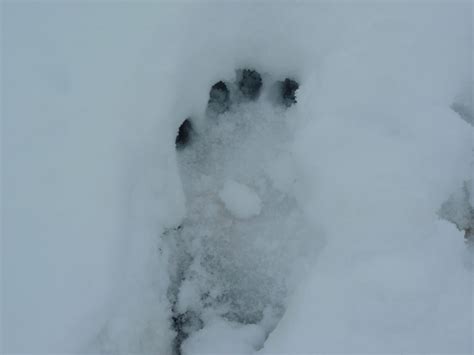 Following the Trail: Tracking Yeti Footprints