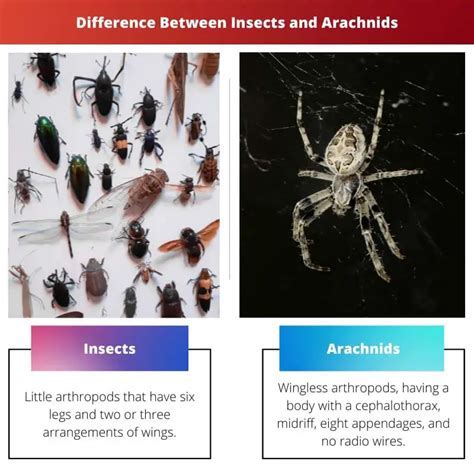 Friend or Foe? Interactions between Enormous Hirsute Arachnids and Humans