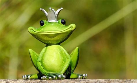 Frog Dreams as a Source of Inspiration for Human Creativity