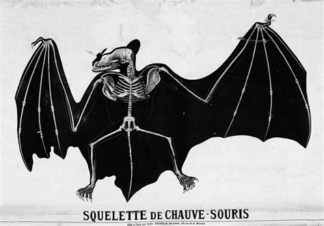 From Darkness to Beauty: The Transformation of Chiroptera in Art