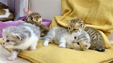From Dream to Reality: Witnessing the Astonishing Arrival of Teeny Wee Kittens