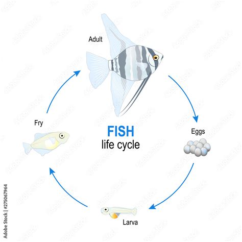 From Eggs to Fry: The Lifecycle of Aquarium Fish