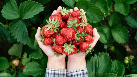 From Field to Plate: The Journey of Harvesting Snow-Covered Strawberries