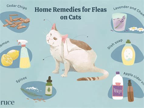 From Fur to Electronics: How Fleas Adapted to Thrive on the Feline Device