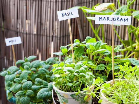 From Herbs to Vegetables: Cultivating Edible Plants in Your Indoor Garden