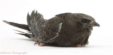 From Imagination to Reality: The Swift Fledgling's Metamorphosis