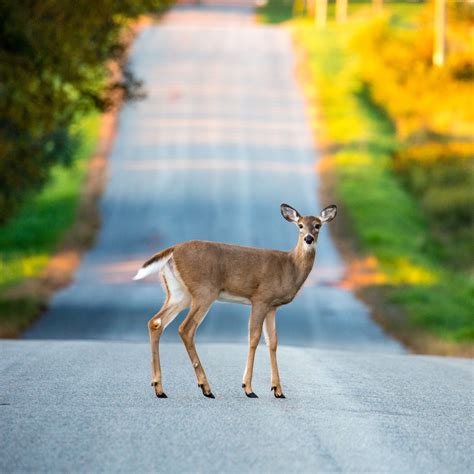From Myth to Reality: The Spiritual Beliefs Associated with the Revered Deer