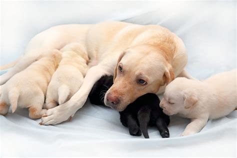 From Pregnancy to Birth: Understanding the Journey of a Labrador Mother Canine