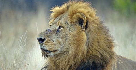 From Prey to Predator: Unmasking the Lion Within Ourselves