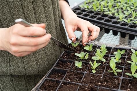 From Seed to Harvest: Tips for Maintaining and Caring for Your Unique Horticultural Creation