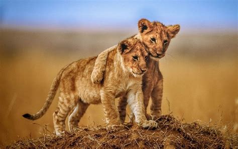 From Small Beginnings to Greatness: Lion Cubs as a Symbol of Ambition in Dreams