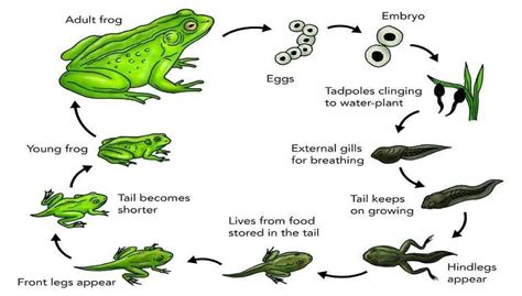 From Tadpole to Frog: Symbolic Connections to Personal Growth and Development