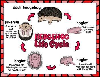 From Timidity to a Humorous Exchange: The Metamorphosis of a Hedgehog's Conversation with a Lady